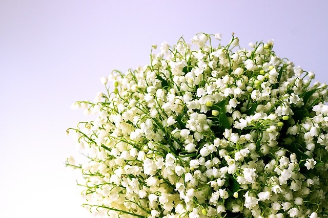 May Birth Flowers: Lily-of-the-Valley and Hawthorn