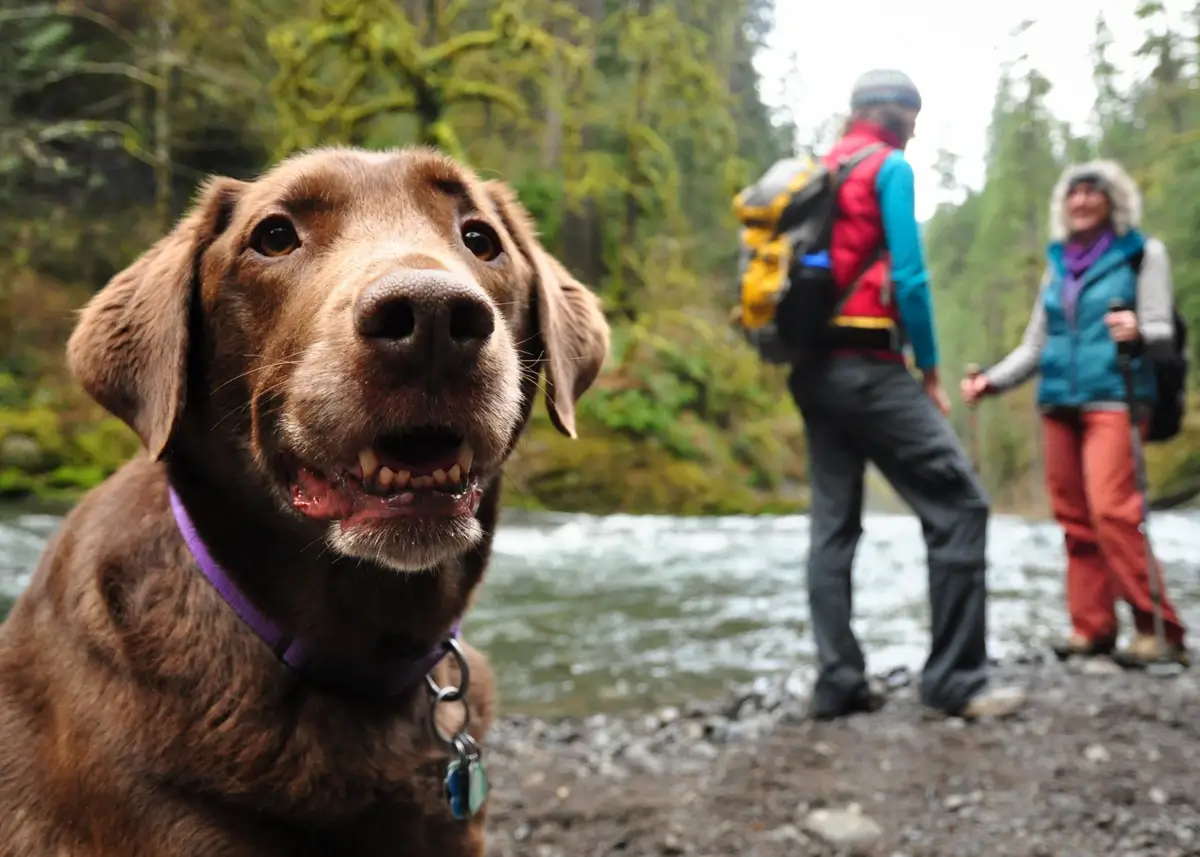 a chocolate labrador retriever smiles at the camera while 2 humans hike in the background
