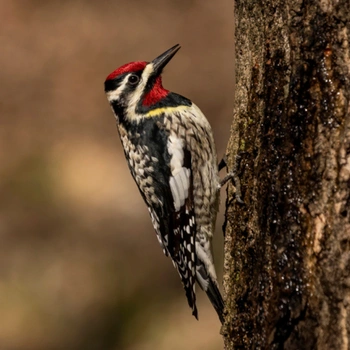 Alabama Birds Yellow-Bellied Sapsucker