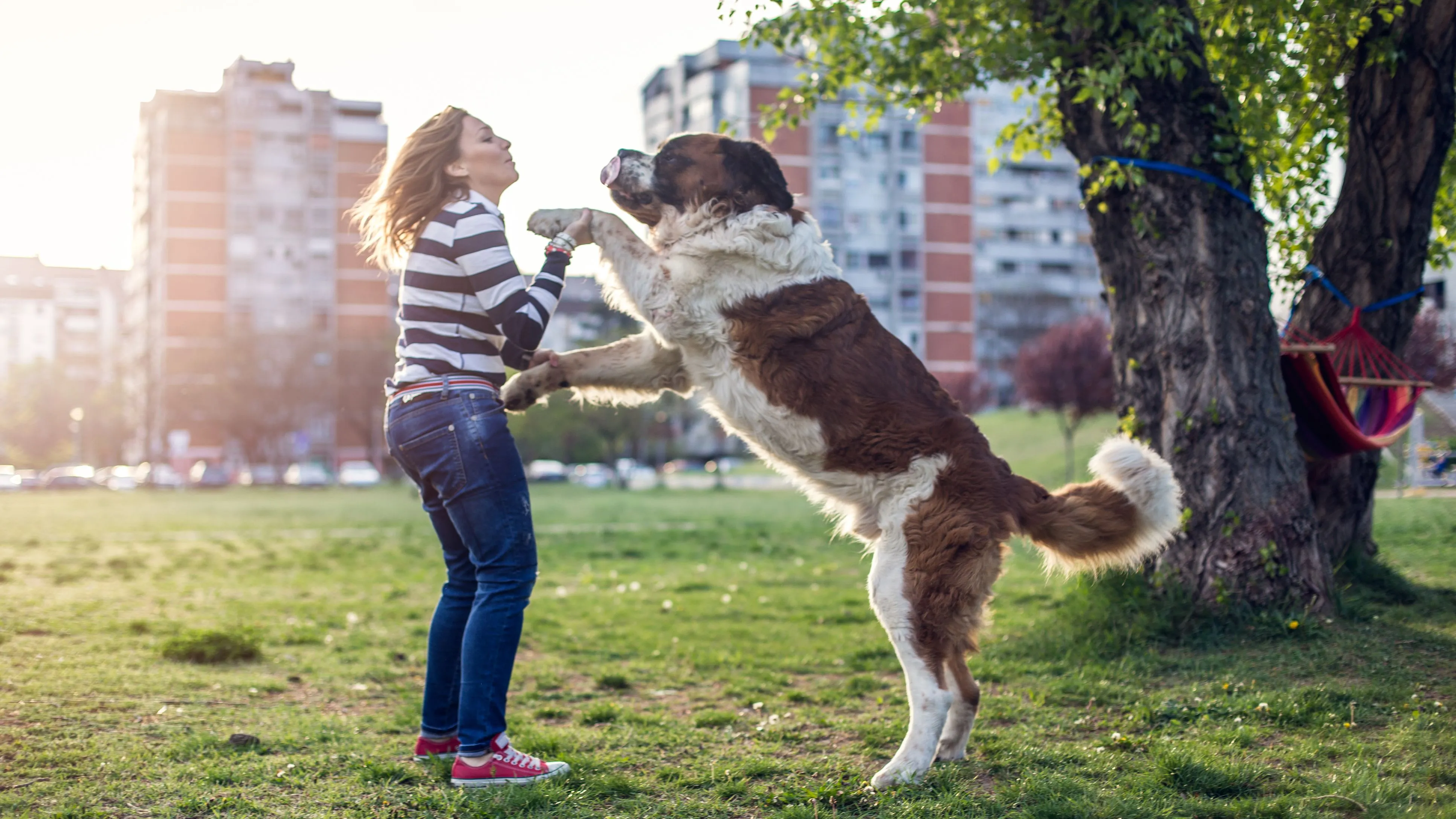 St. Bernard jumping up on a woman in a park in the sunshine