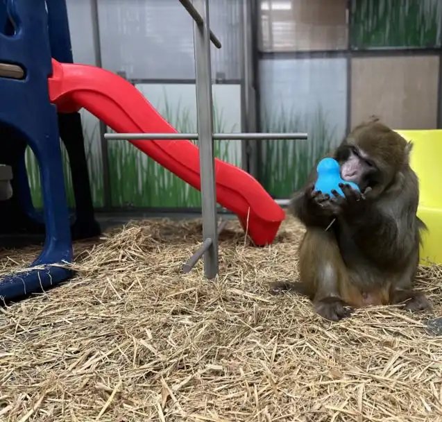 Sake manipulates a chew toy filled with frozen treats.