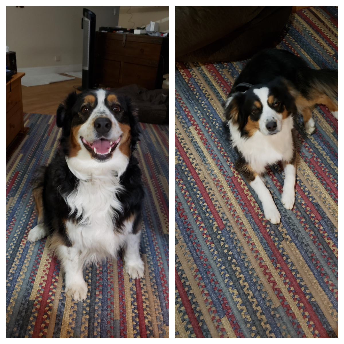 Overweight australian sale shepherd