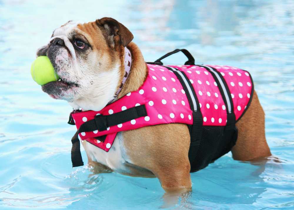 englishbulldogswim.jpg