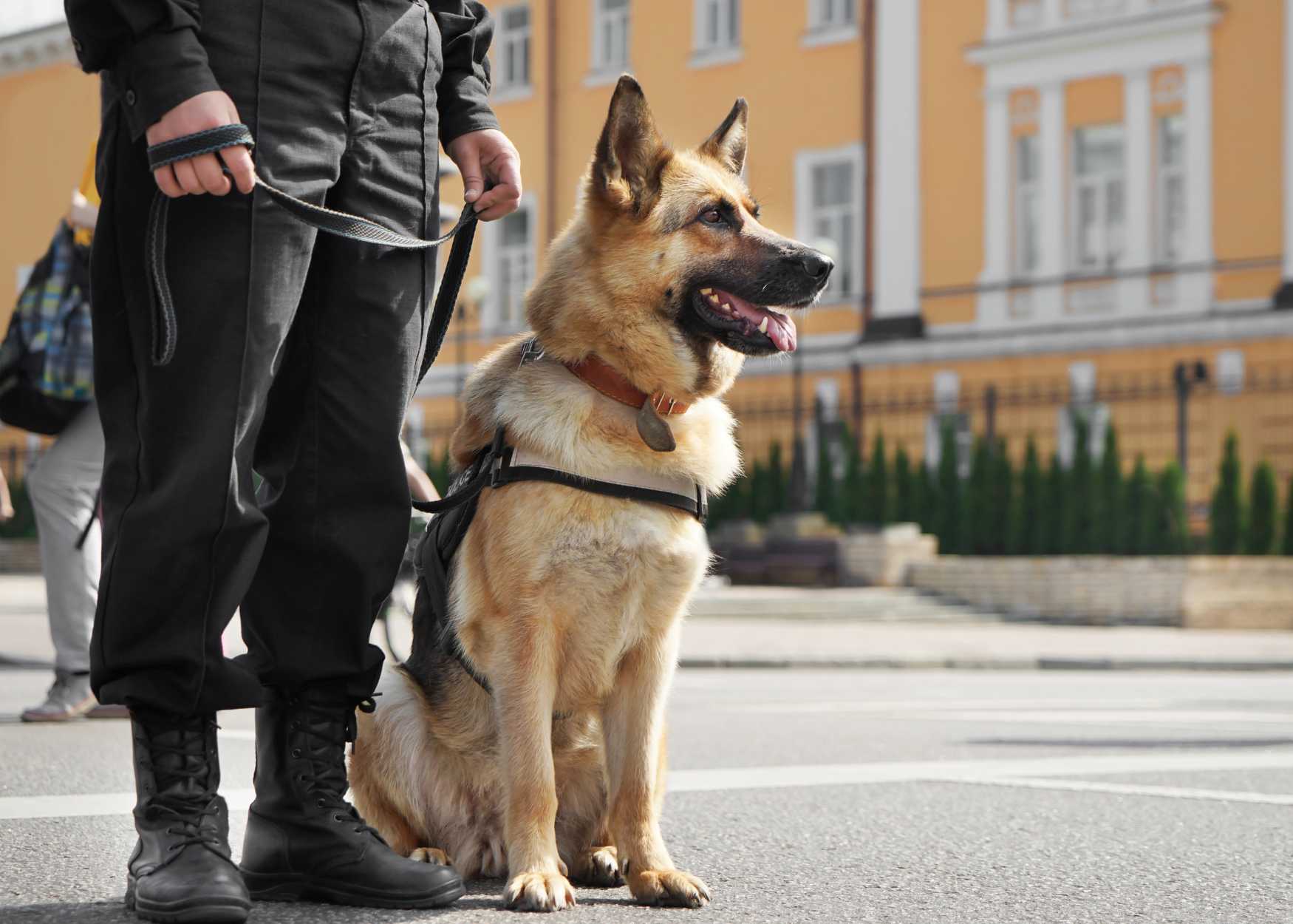 A police dog sits next to its handler
