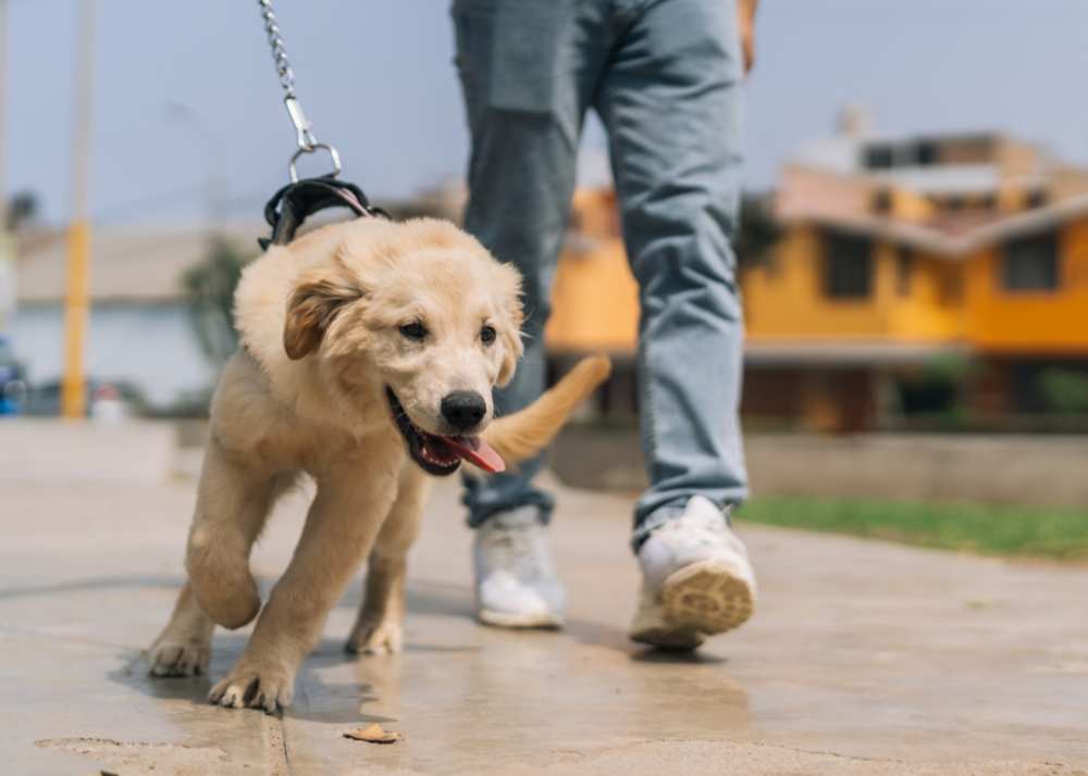 A golden retriever puppy pulls on a leash during a walk