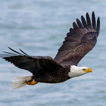 Alabama Birds Bald Eagle