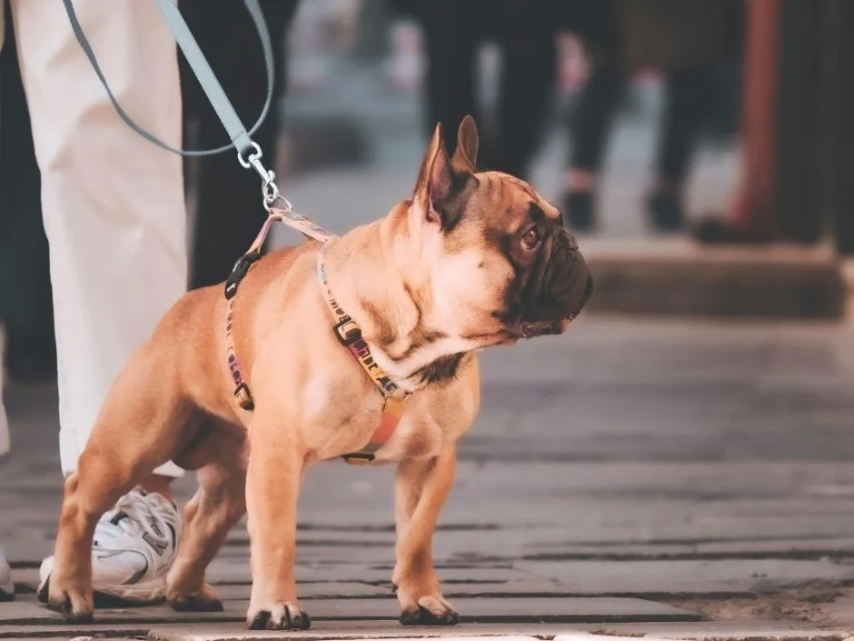 Fawn French Bulldog on leash standing alert on urban cobblestone sidewalk with city life in background