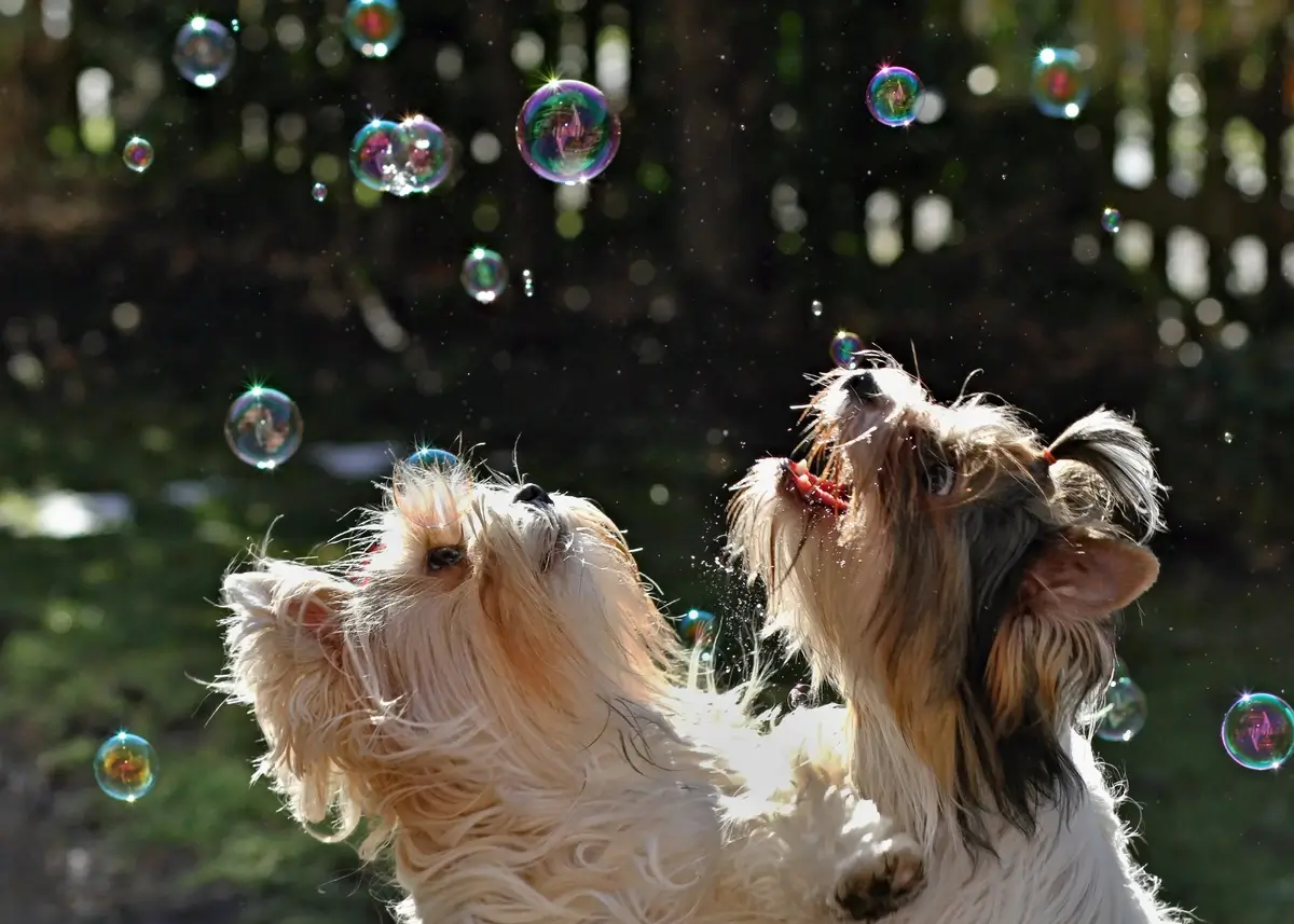 dogschasingbubbles (1).webp