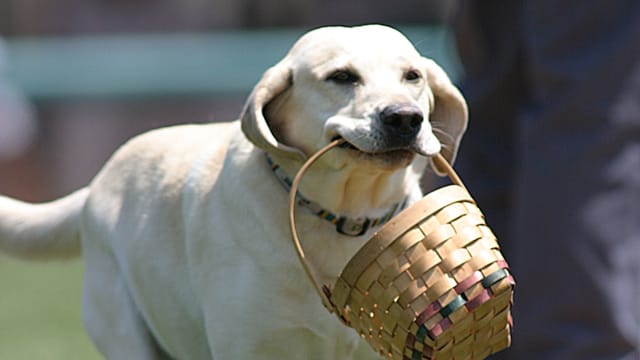 Baseball Bat Dogs Hit a Home Run With Fans - Pawrade.com