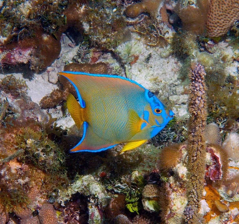 Морская рыба фото и названия. Рыба бабочка рифовая. Рыба бабочка коралл коралловое море. Тай риф аквариумная рыбка. Рыбка рифовая Шарм Эль Шейх синяя.