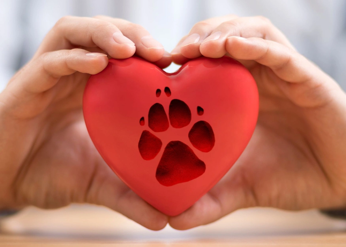 Two hands holding a red heart with a paw print in it