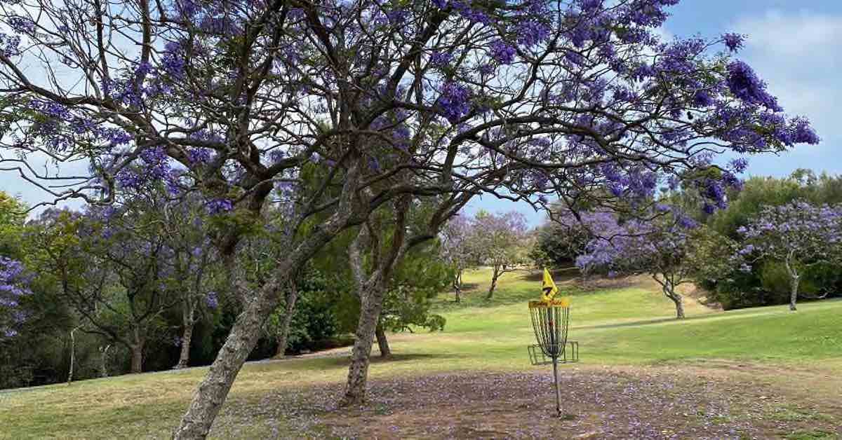A disc golf basket under a tree blooming with purple flowers