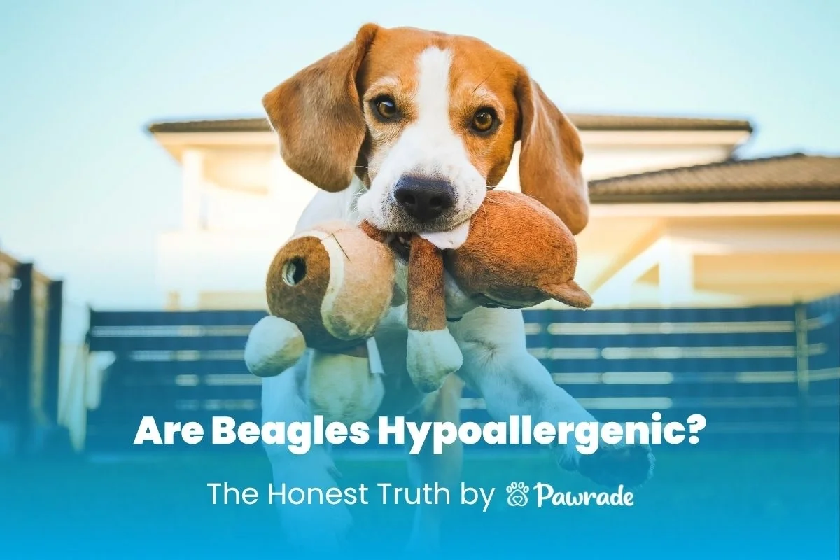 Beagle puppy carrying a plush beagle toy in a backyard with the title are beagles hypoallergenic