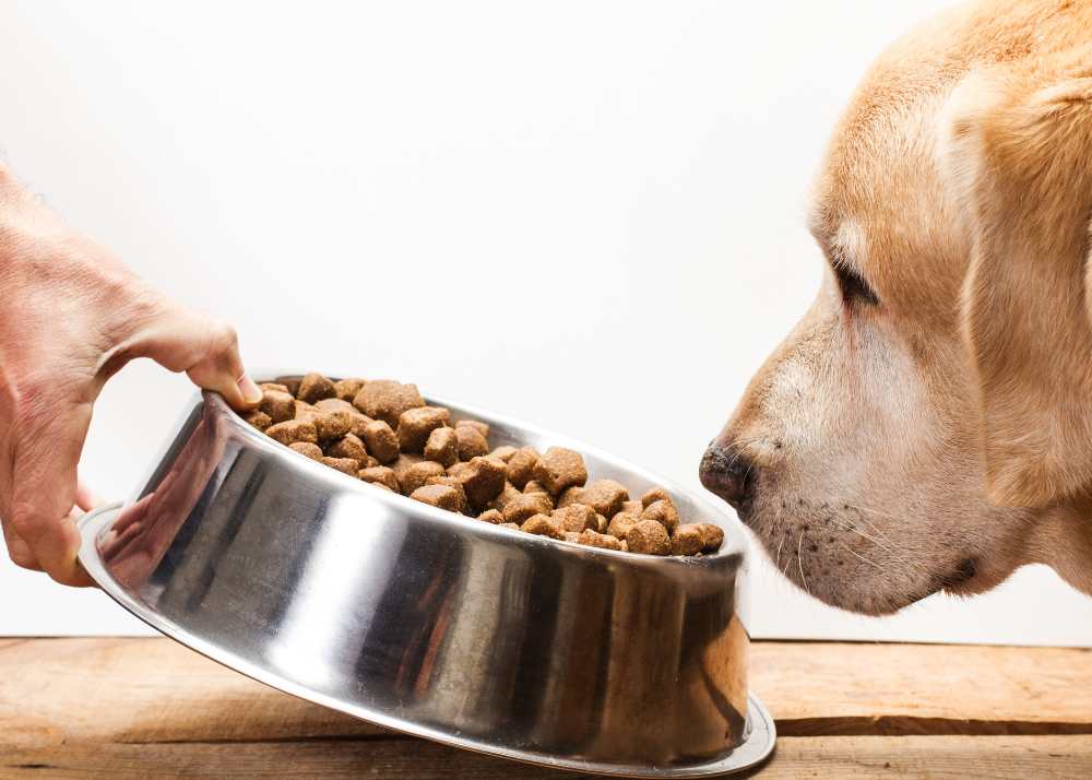 goldenlookingatfoodbowl.jpg