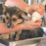 bathing a puppy