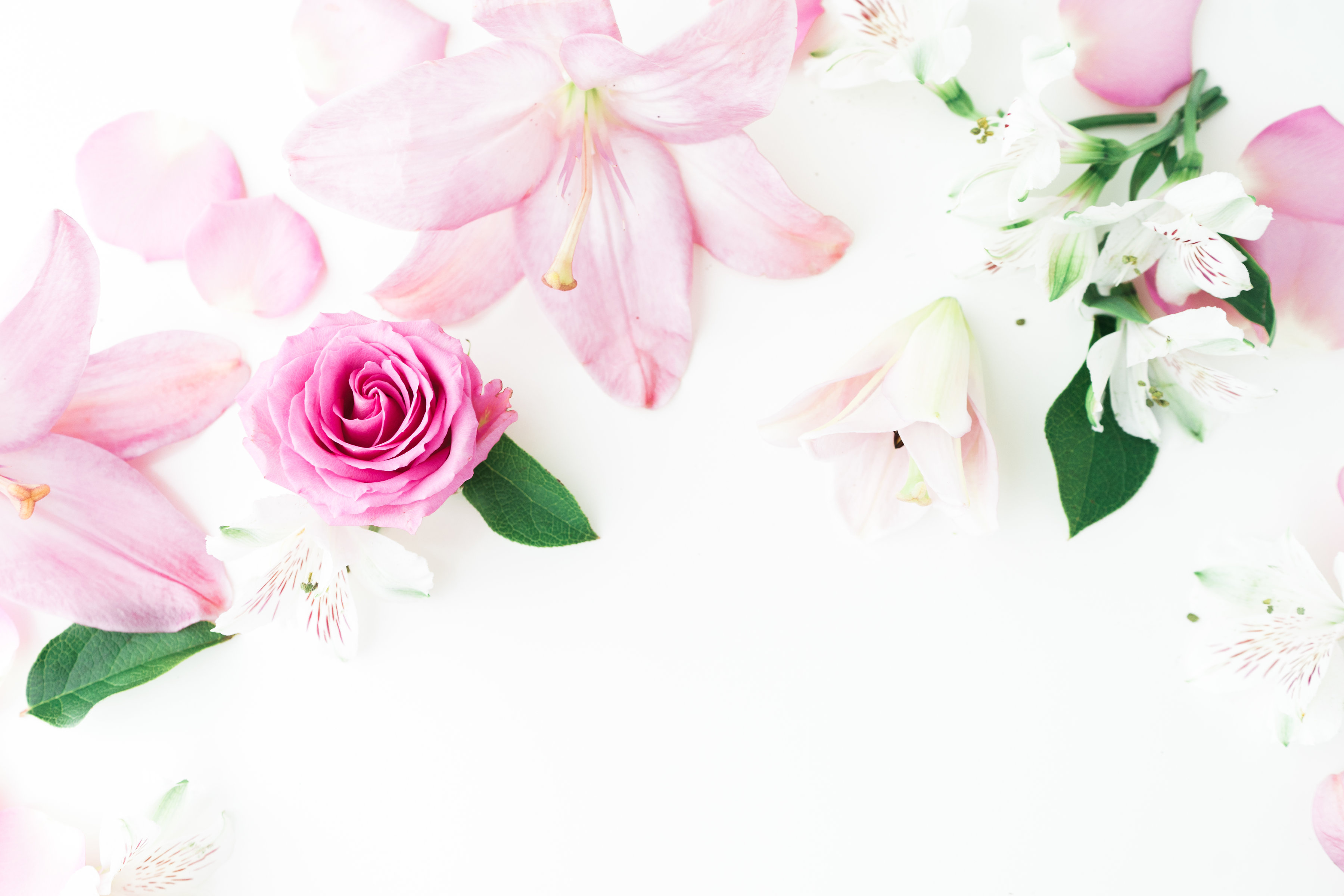 Flat lay of Pink Flowers