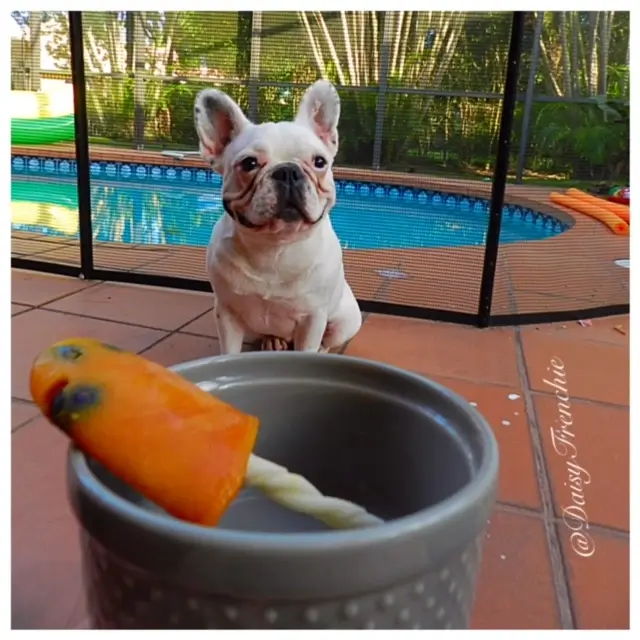 pumpkinblueberrybacon.daisyfrenchbull...