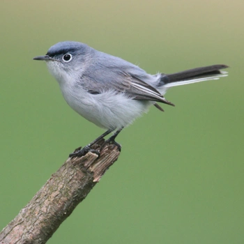Alabama Birds Blue-Gray Gnatcatcher