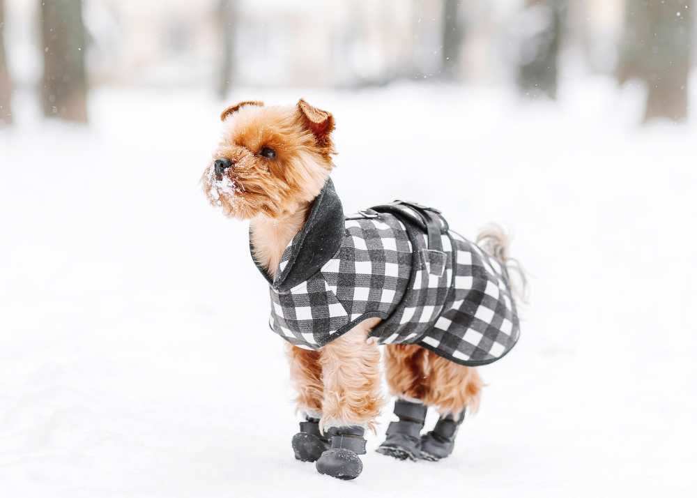 a scruffy small puppy wears a black and white checkered coat and booties in the snow