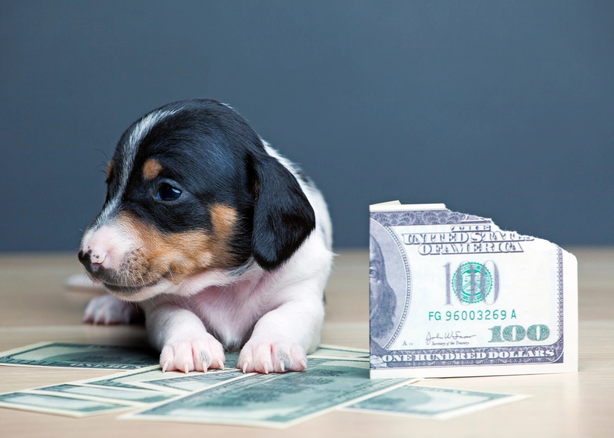 young puppy with money