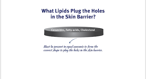 What lipids plug the holes in the skin barrier