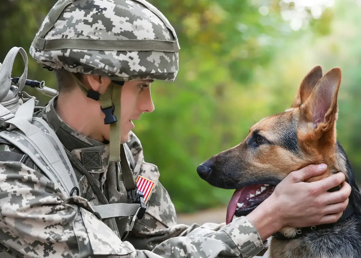 a US soldier holds the face of a Belgian Malinois