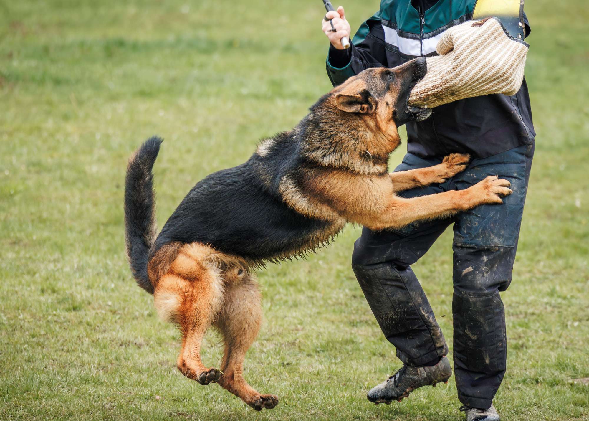 German Shepherd during K9 police training