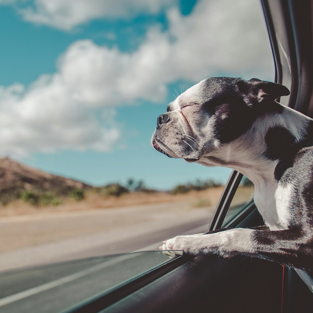 Dog with head out the window of a car