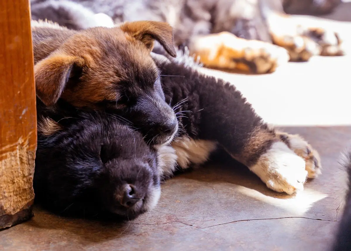 furniturelegteeth (1).webp