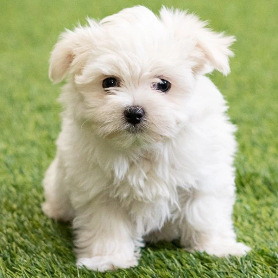 maltese puppies