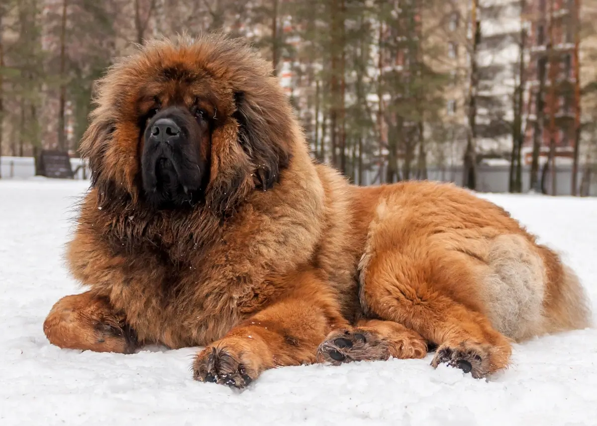 A Tibetan Mastiff lying in the snow