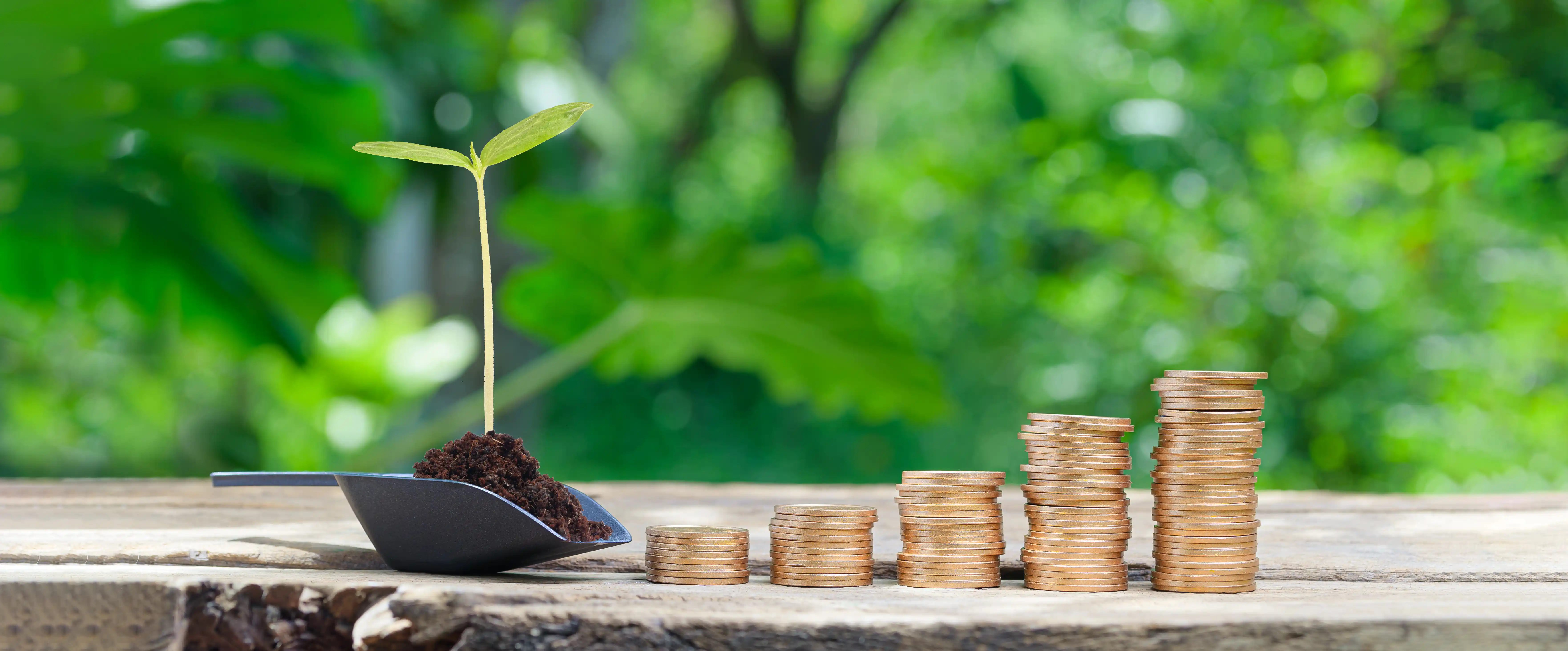 Stacked coins next to growing seedling symbolizing ethical ROI and sustainable B Corp investment