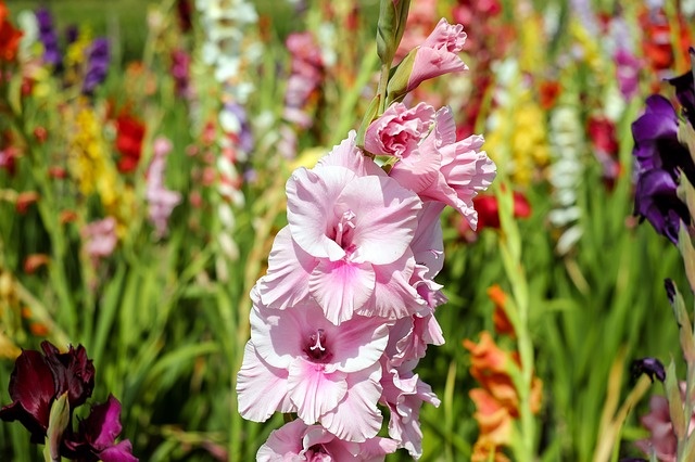 Birth Flowers for August