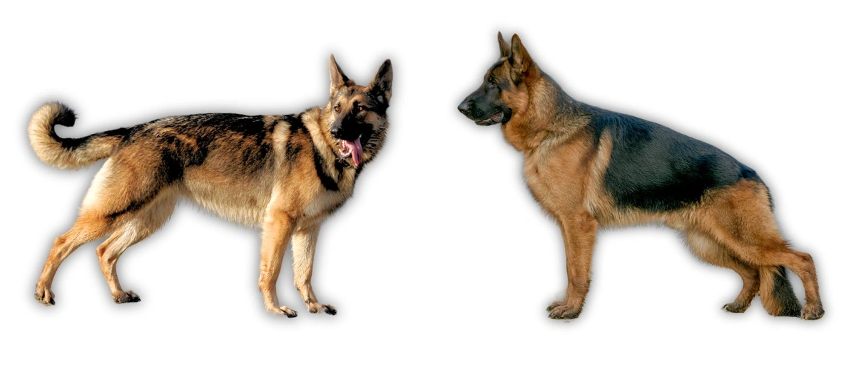 Straight-back german Shepherd and slant-back German Shepherd