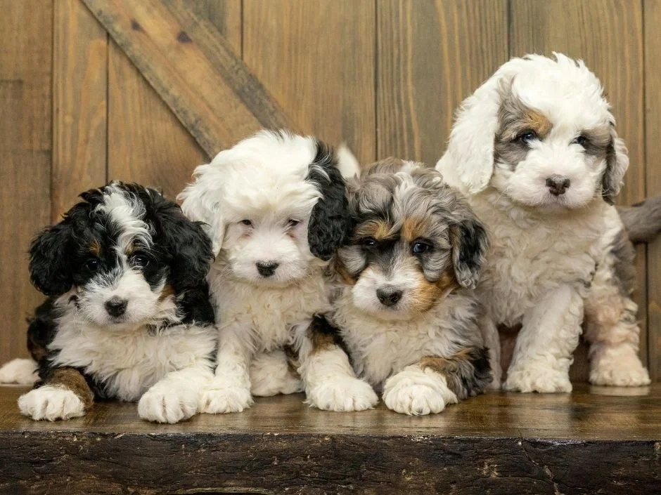 Four Bernedoodle puppies with different coat colors posed together on a wooden surface