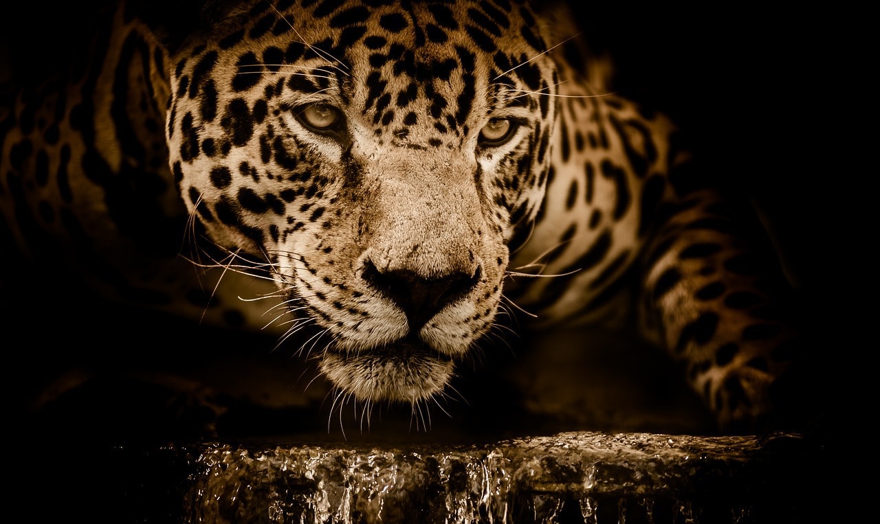 Les 10 animaux de la jungle amazonienne | Blog Odysway - Odysway