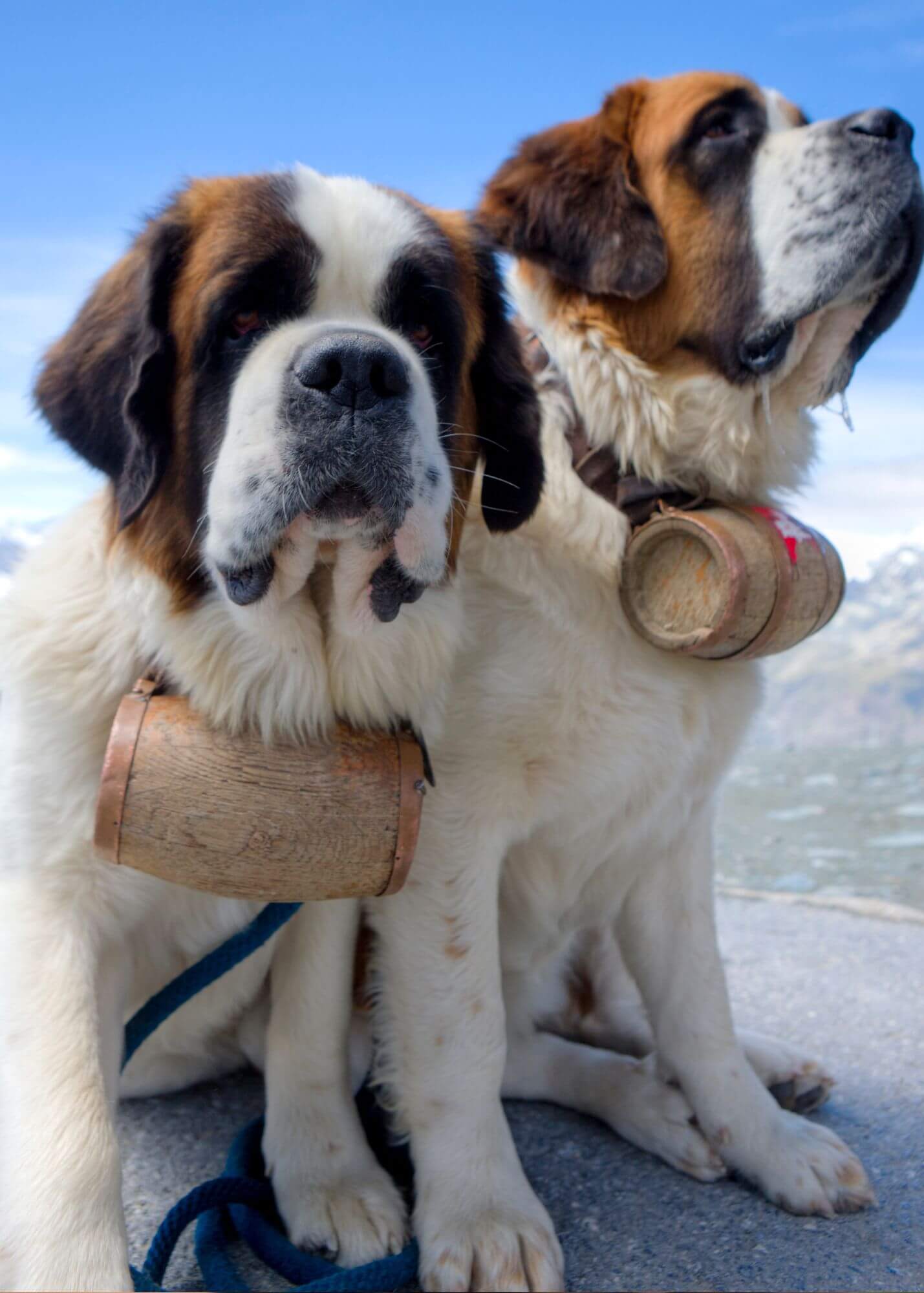 stbernardbarrels (1).jpeg