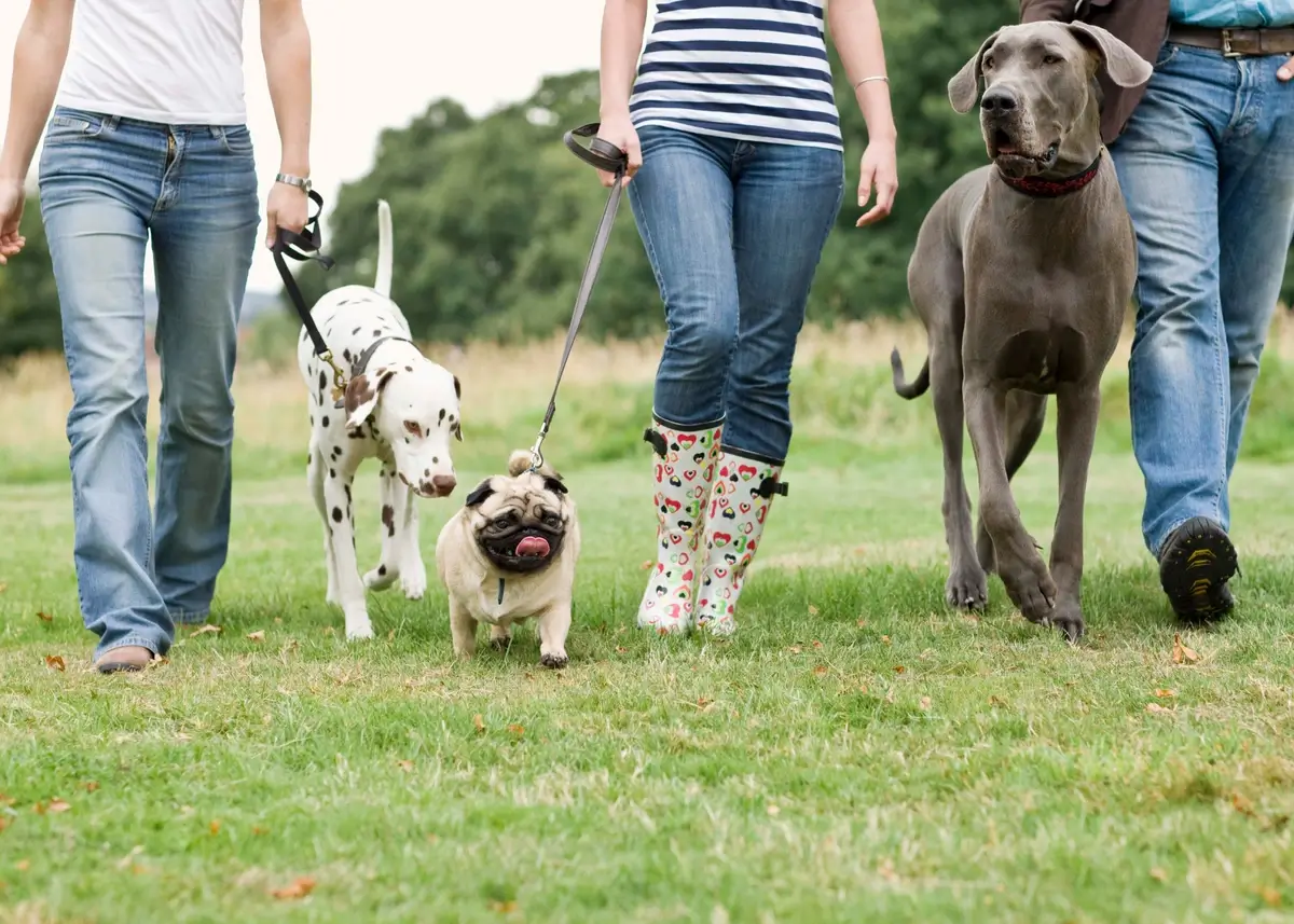 3dogs2pplwalking (1).webp