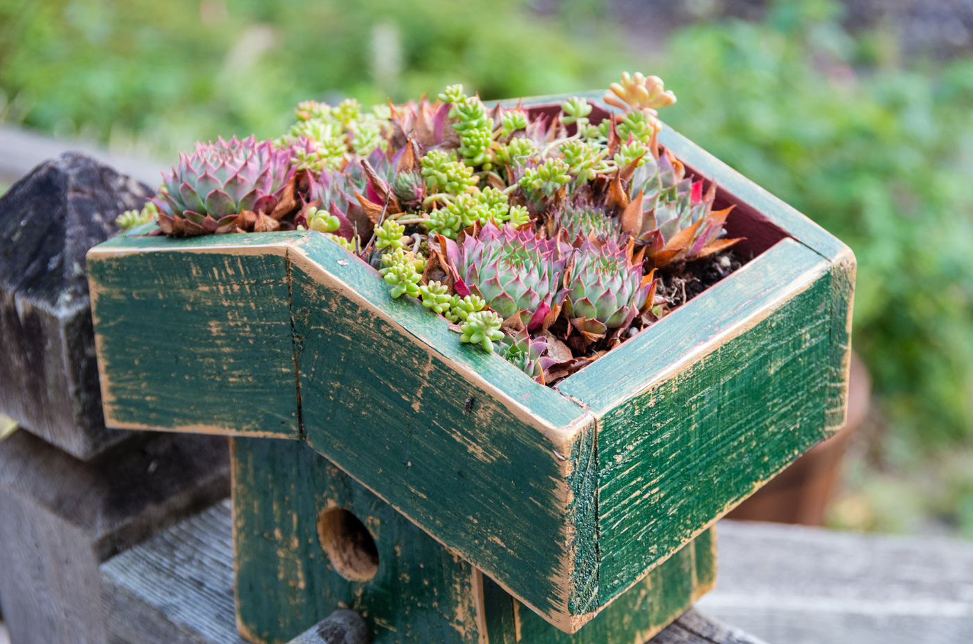 mini green roof