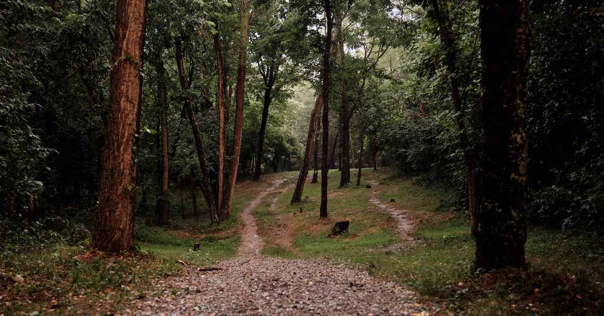 A disc golf fairway full of trees