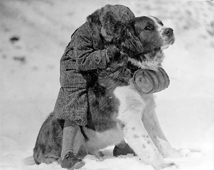 saint-bernard-vintage.webp