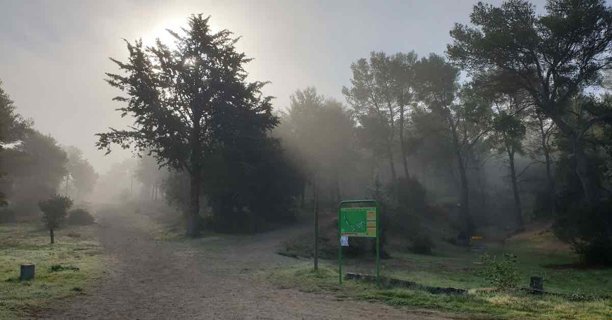 A forested area with paths on a misty morning