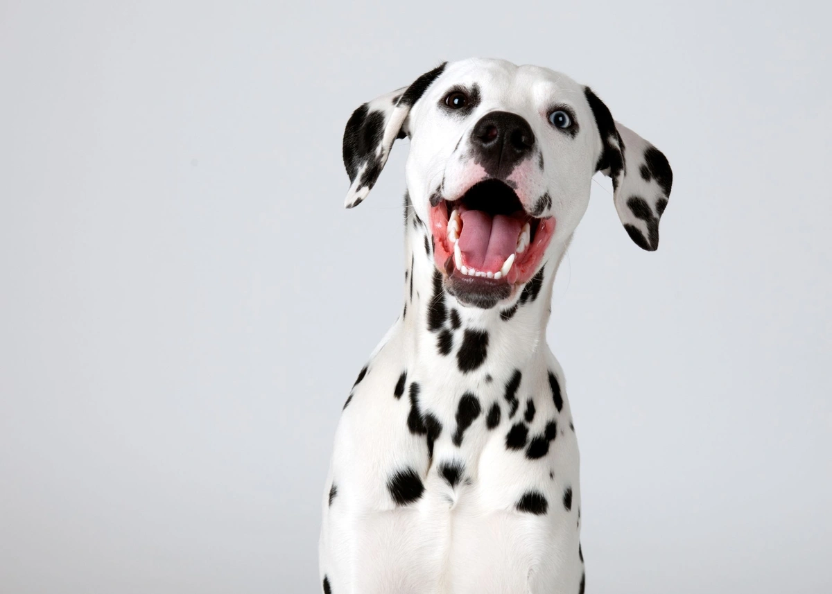 a Dalmatian puppy smiles at the camera