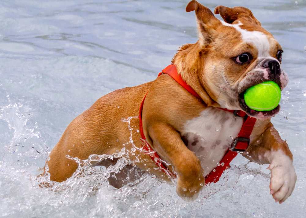 A dog leaps through the water holding a tennis ball in its mouth