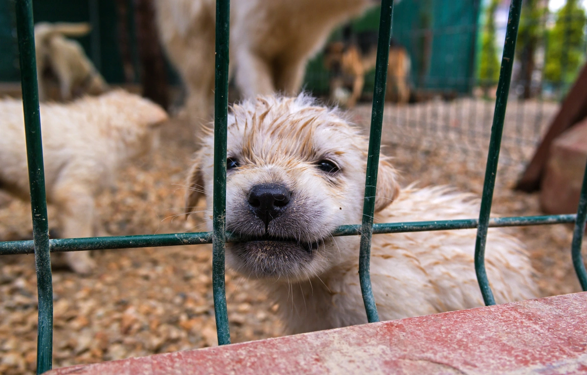 A dirty puppy peers out from behind a cage at a puppy mill