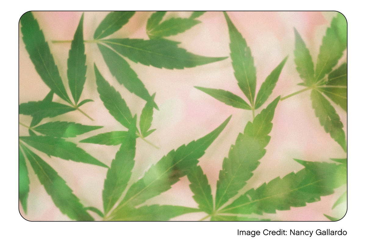 Green cannabis leaves in artful design.