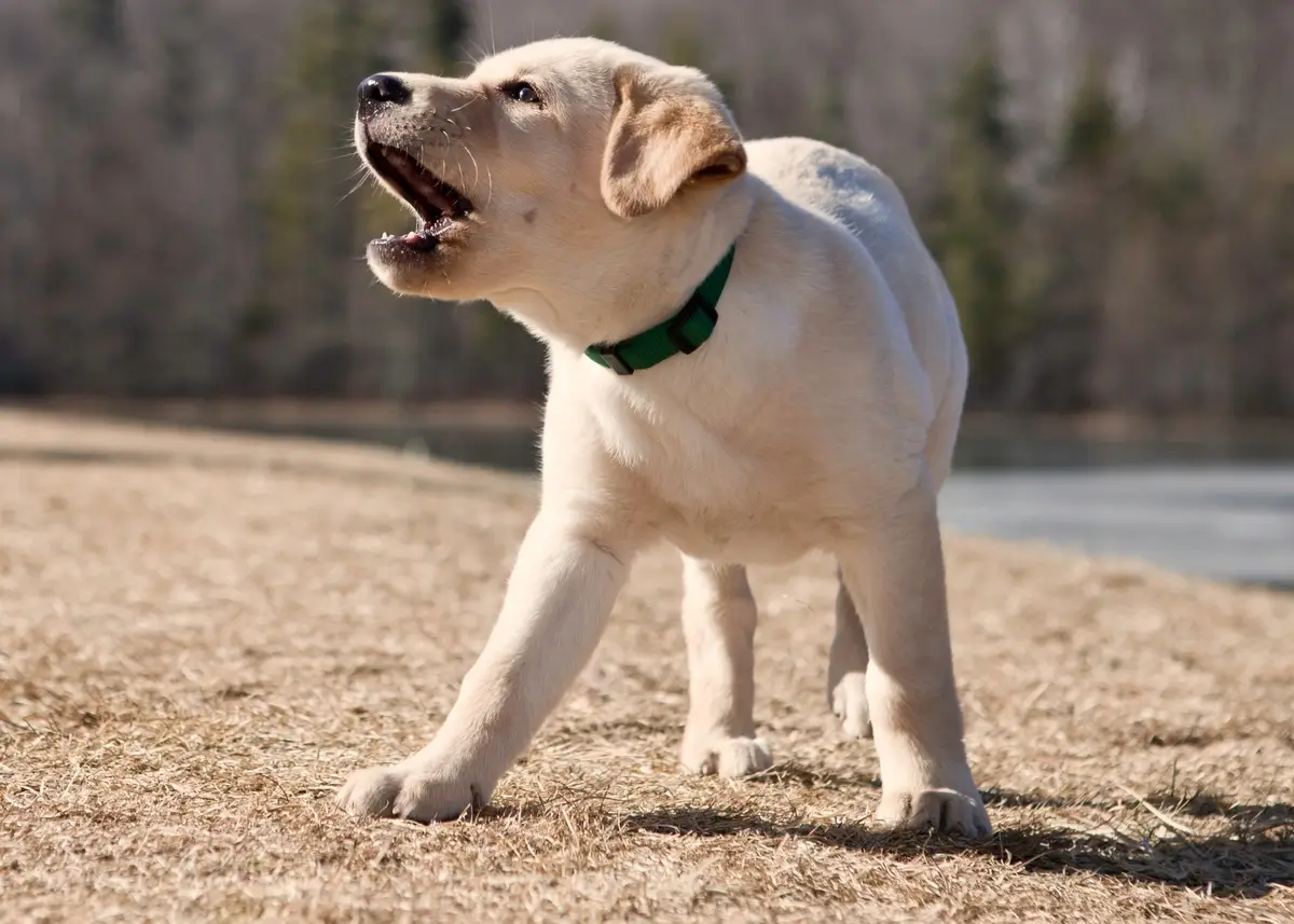 a labrador retriever puppy barks outside