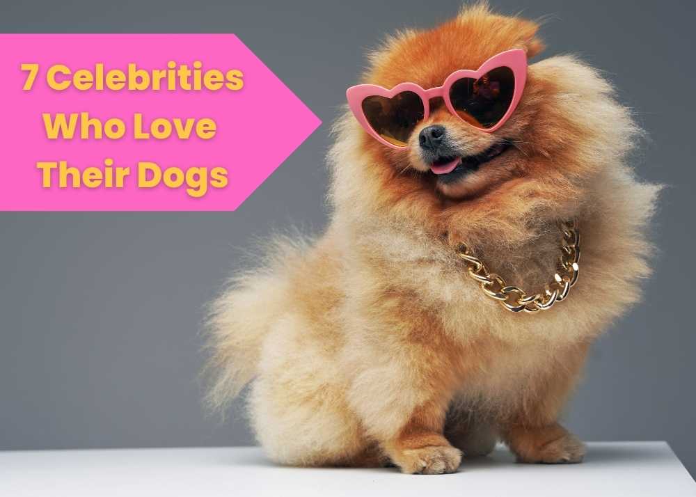 A pomeranian wearing sunglasses and text that says 7 celebrities who love their dogs