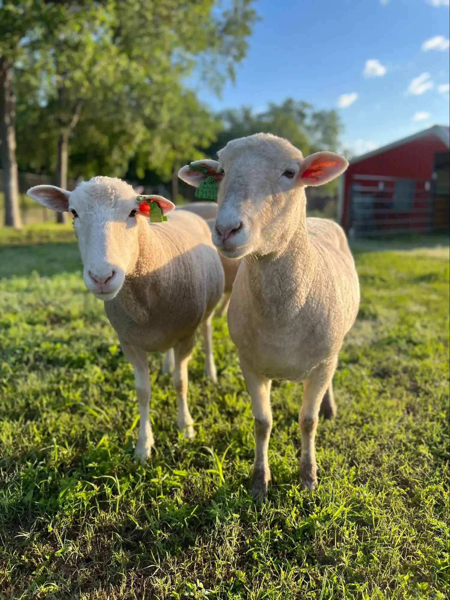 The Role of the Institutional Animal Care and Use Committee Blog