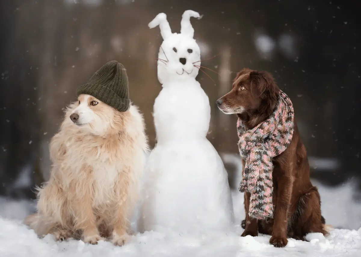 Golden Retriever and an Australian Shepherd are seated in between a snow bunny statue